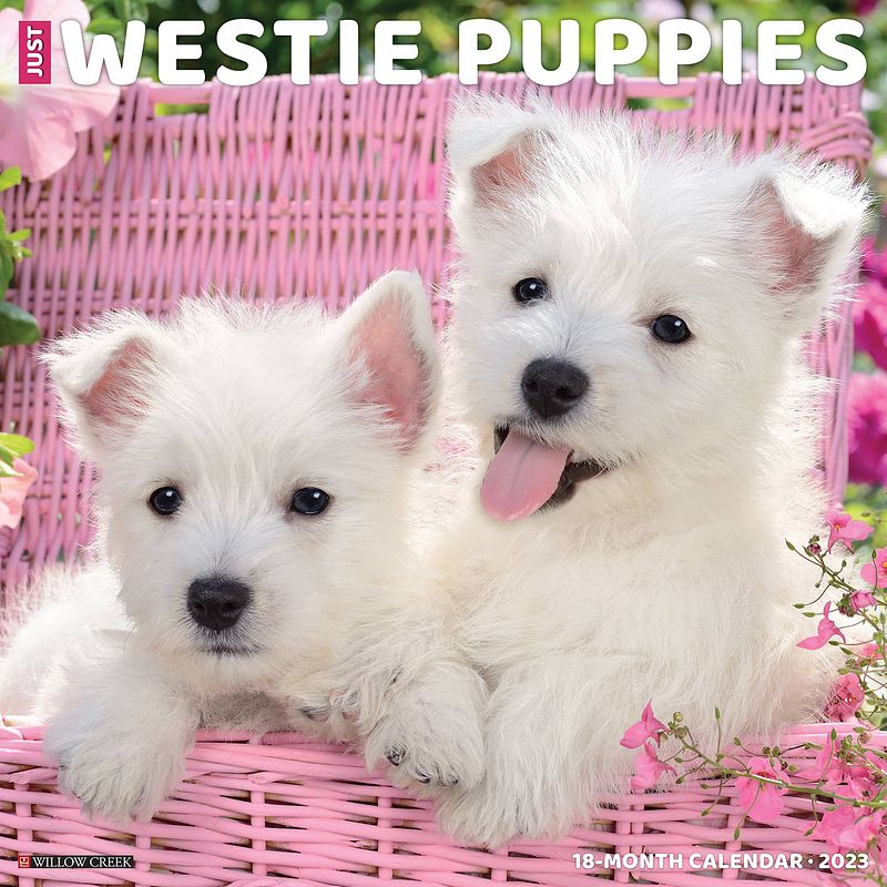 Foto van West highland white terrier puppies kalender 2023