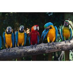 Foto van Dimex colourful macaw vlies fotobehang 375x250cm 5-banen