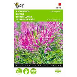 Foto van 2 stuks cleome spinosa rose queen