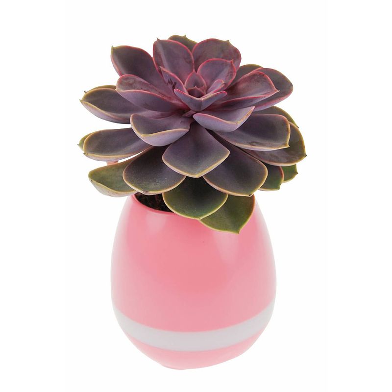 Foto van United entertainment - oplaadbare led bloempot met bluetooth speaker - roze