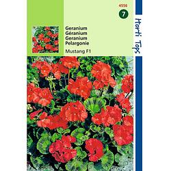 Foto van Hortitops - 2 stuks pelargonium f1 mustang kersrood