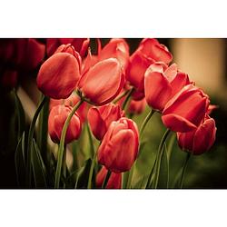 Foto van Dimex red tulips vlies fotobehang 375x250cm 5-banen