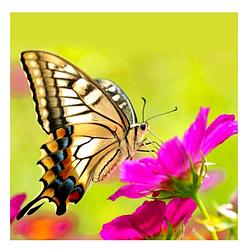 Foto van Toi-toys - diamond painting 5d - vlinder op eem bloem - 30x30 cm