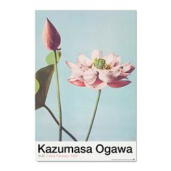 Foto van Grupo erik lotus flowers by k ogawa poster 61x91,5cm
