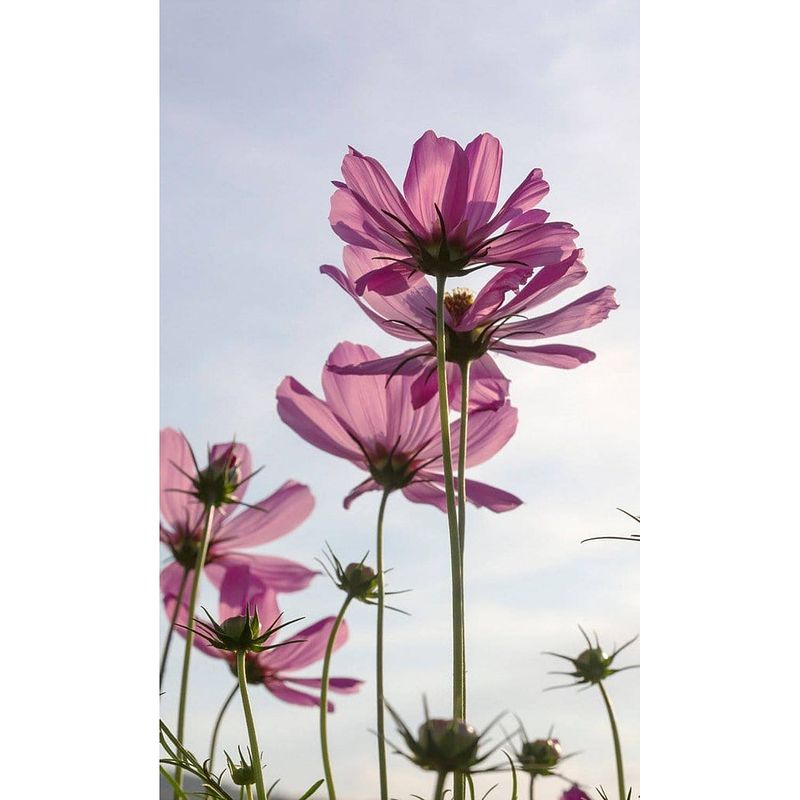 Foto van Dimex cosmos flowers vlies fotobehang 150x250cm 2-banen