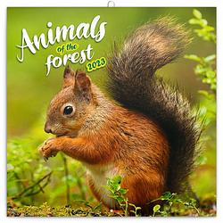 Foto van Animals of the forest kalender 2023