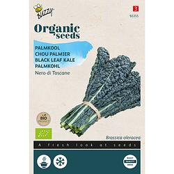 Foto van Buzzy - organic palmkool nero di toscana f1 (bio)