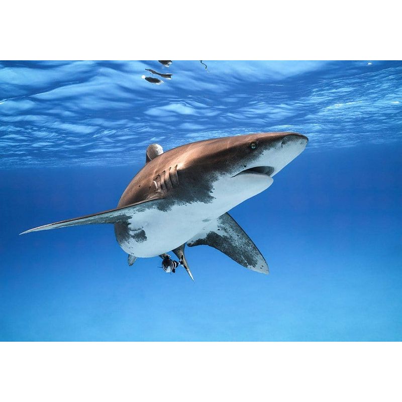 Foto van Komar great white shark vlies fotobehang 400x280cm 8-banen