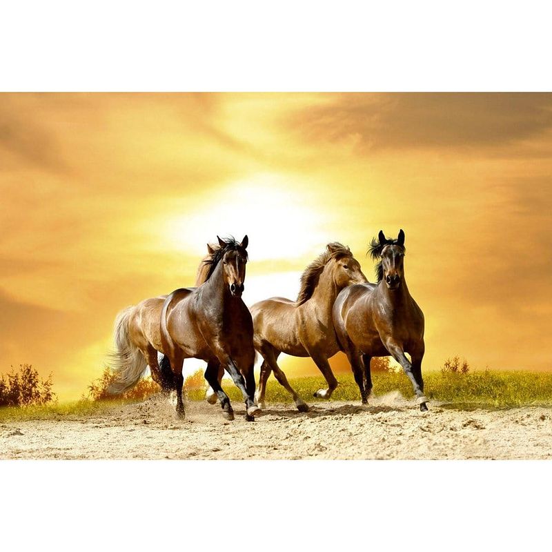 Foto van Dimex horses in sunset vlies fotobehang 375x250cm 5-banen