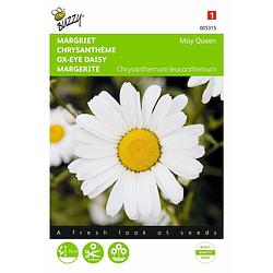 Foto van 2 stuks chrysanthemum leucanthemum may queen