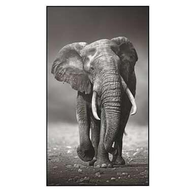 Foto van Schilderij olifant - zwart/wit - 118x70x4 cm - leen bakker