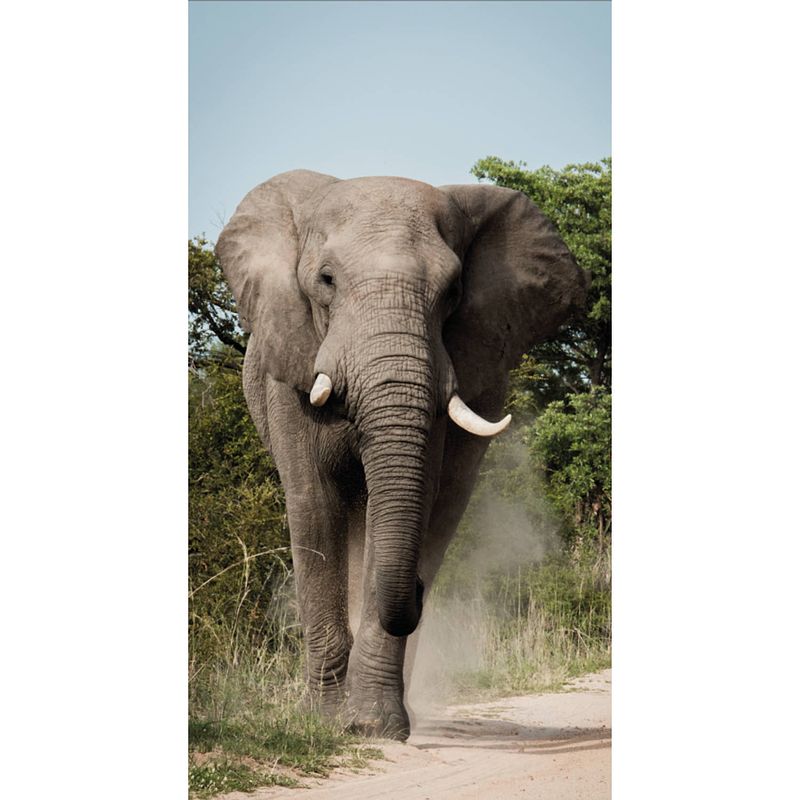 Foto van Tuindoek olifant 90x170 cm