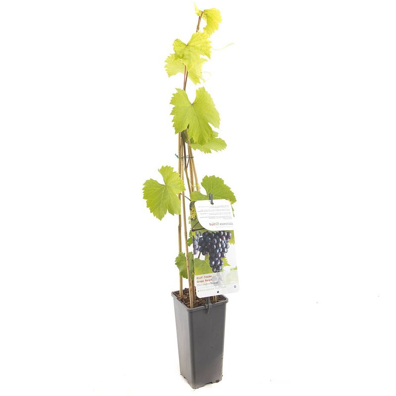 Foto van Vitis vinifera regent