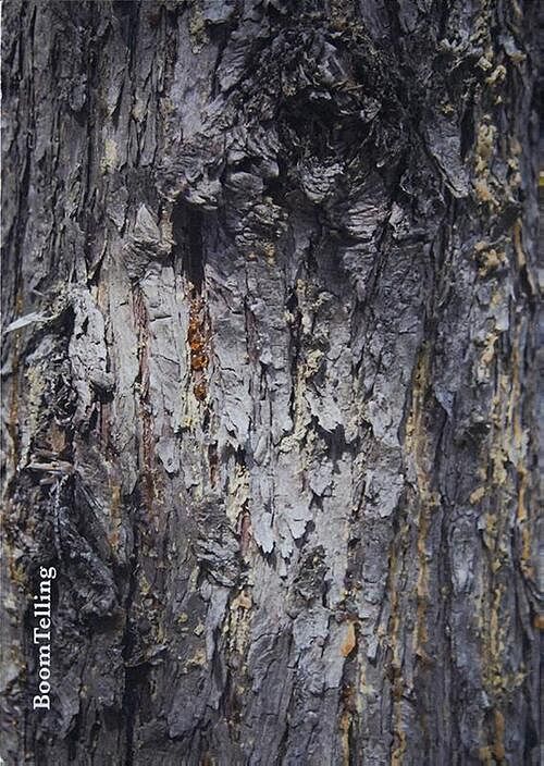 Foto van Boomtelling - martine nijhoff - hardcover (9789083301907)