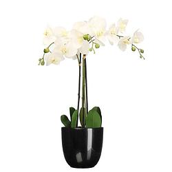 Foto van Orchidee kunstplant wit - 75 cm - inclusief bloempot zwart glans - kunstplanten