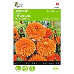 Foto van 2 stuks calendula officinalis dubbelbl.ball s oranje