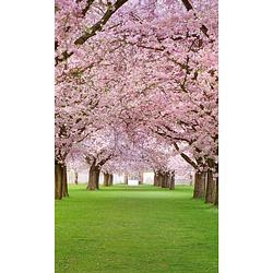 Foto van Dimex cherry trees vlies fotobehang 150x250cm 2-banen