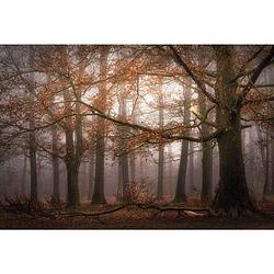 Foto van Wizard+genius foggy autumn forest vlies fotobehang 384x260cm 8-banen