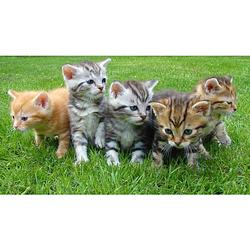 Foto van Diamond painting pakket kittens in het gras - volledig - full - 50x30 cm - seos shop ®