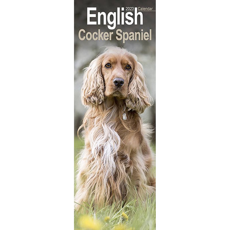 Foto van Engelse cocker spaniel kalender 2023 slimline