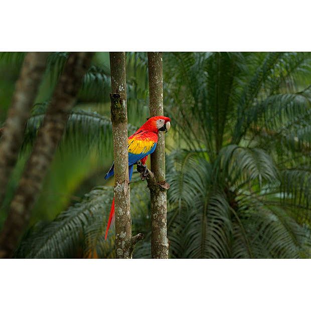 Foto van Spatscherm jungle parrot - 120x80 cm