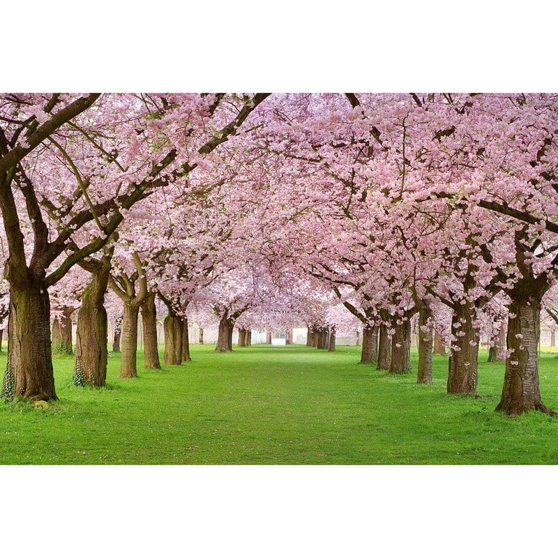 Foto van Dimex cherry trees vlies fotobehang 375x250cm 5-banen