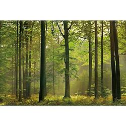 Foto van Wizard+genius autumn forest vlies fotobehang 384x260cm 8-banen