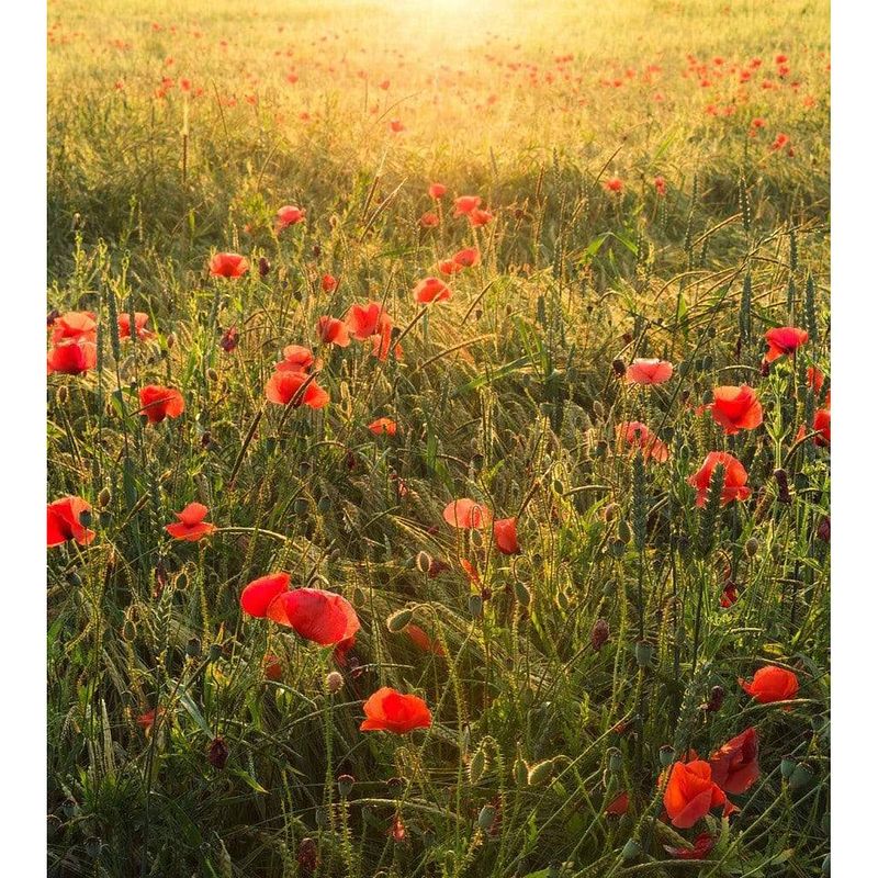 Foto van Komar poppy world vlies fotobehang 250x280cm 5-banen