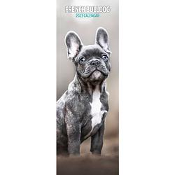 Foto van Franse bulldog kalender 2023 slimline