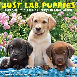 Foto van Labrador retriever puppies kalender 2023