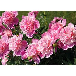 Foto van 2 stuks tuinschilderij peony light rose 50x70cm