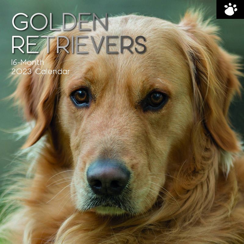 Foto van Golden retriever kalender 2023