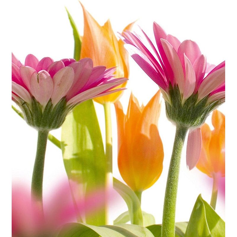 Foto van Dimex spring flowers vlies fotobehang 225x250cm 3-banen