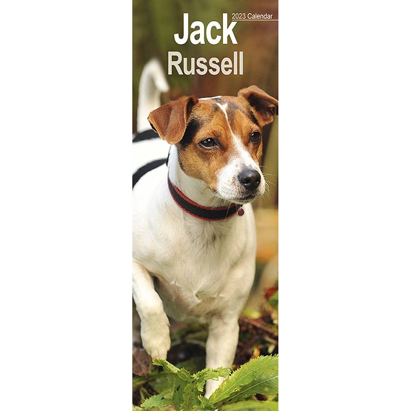 Foto van Jack russell terrier kalender 2023 slimline