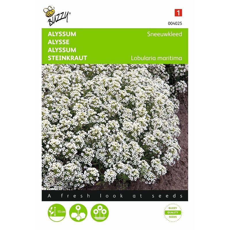 Foto van 2 stuks alyssum lobularia mar.procumbens sneeuwkleed