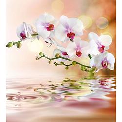 Foto van Dimex white orchid vlies fotobehang 225x250cm 3-banen