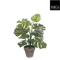 Foto van Monstera groen in pot stan grijs d13,5cm - h48xd39cm