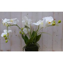 Foto van Warentuin mix - orchidee phalaenopsis 3 stelen wit 30 cm