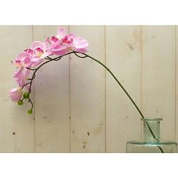 Foto van Warentuin mix - kunstvlinderorchidee groot op steker roze