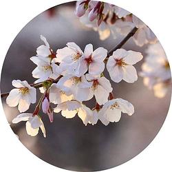 Foto van Wizard+genius cherry blossoms vlies fotobehang 140x140cm rond