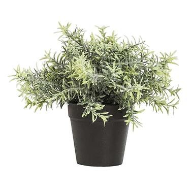 Foto van Rosemary plant in pot - groen - 22 cm - leen bakker