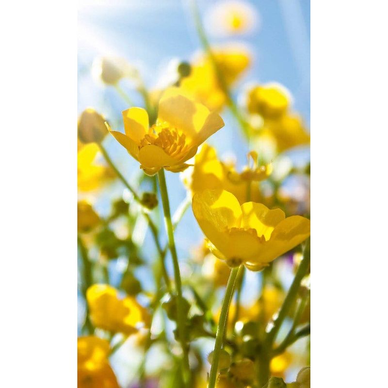 Foto van Dimex yellow flowers vlies fotobehang 150x250cm 2-banen