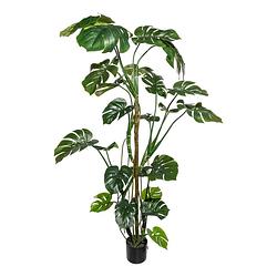 Foto van Kopu® kunstplant split philodendron 180 cm - 23 bladeren - nepplant