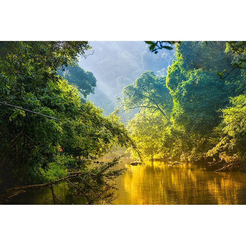 Foto van Spatscherm tropisch bos - 120x80 cm