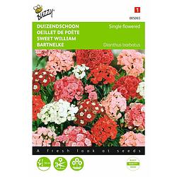 Foto van 2 stuks dianthus barbatus enkelbl. gemengd