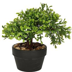 Foto van Kunstplant bonsai boompje in pot - japans decoratie - 19 cm - type olive - kunstplanten