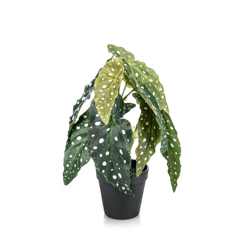 Foto van Begonia maculata kunstplant 30cm