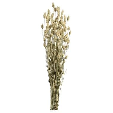 Foto van Droogbloemen phalaris - naturel - 76 cm - leen bakker