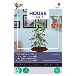 Foto van Buzzy - house plants eucalypthus citriodora lemon bush