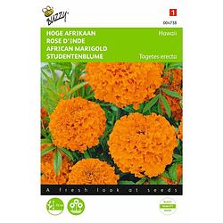 Foto van 2 stuks tagetes erecta hawaii fl.pl. oranje